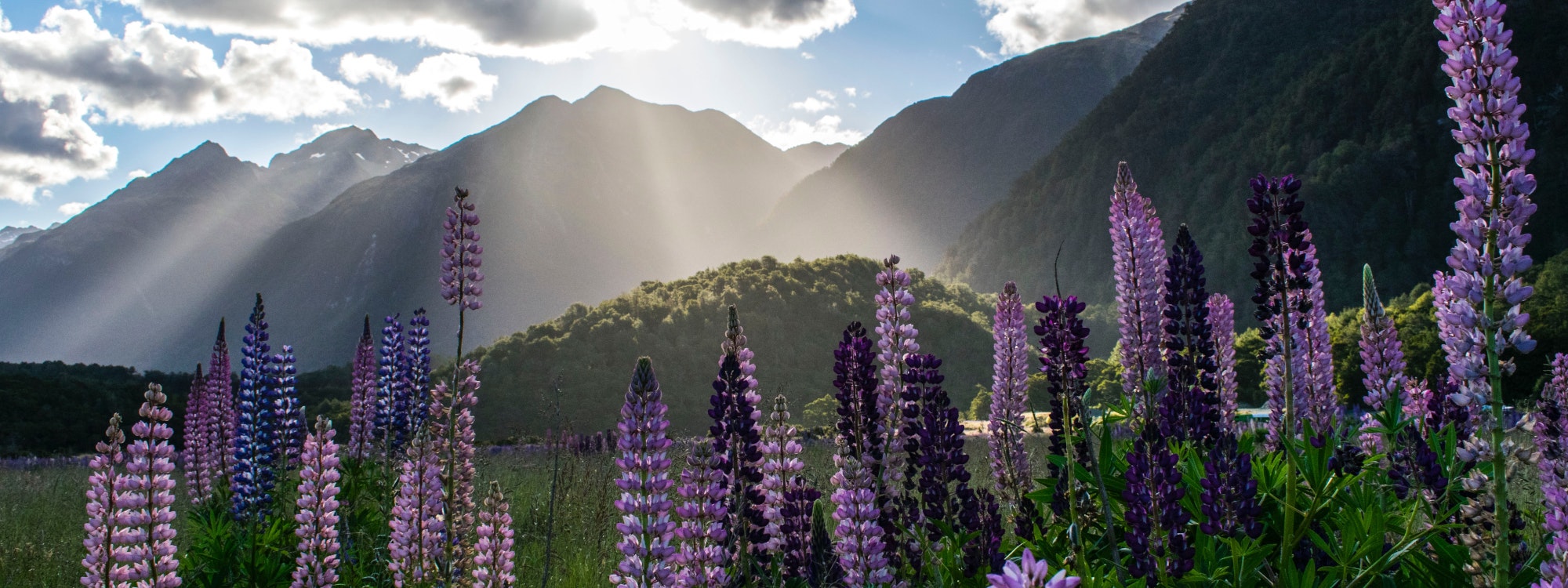 Flowers in a meadow