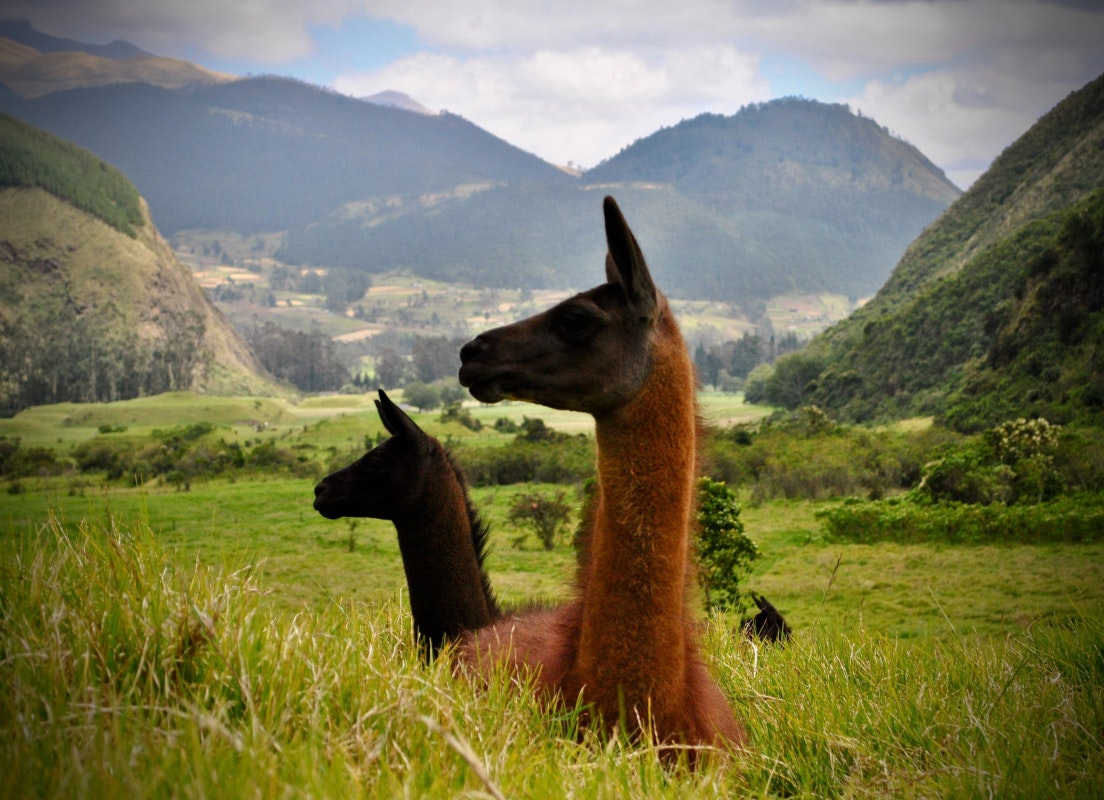 Two llamas