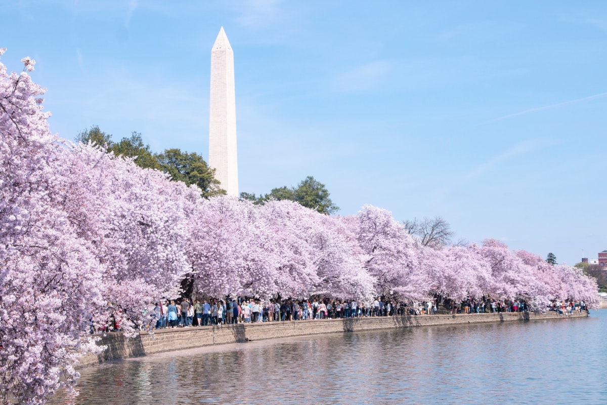 Cherry blossom trees